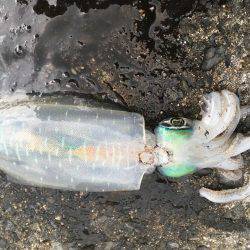 しぶ〜いエギング