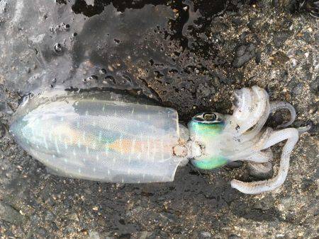 しぶ〜いエギング