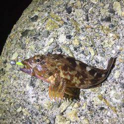 太刀魚＆ロックフィッシュ