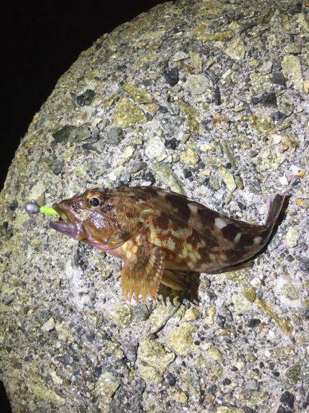 太刀魚＆ロックフィッシュ