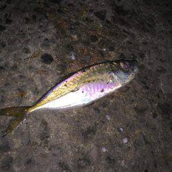 アジング釣行①