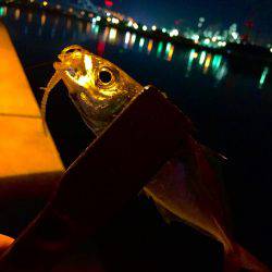 エギングに行けないので