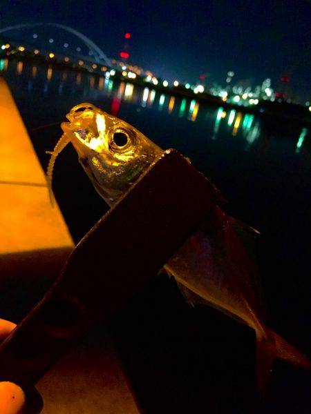 エギングに行けないので