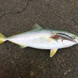 サラシパターン