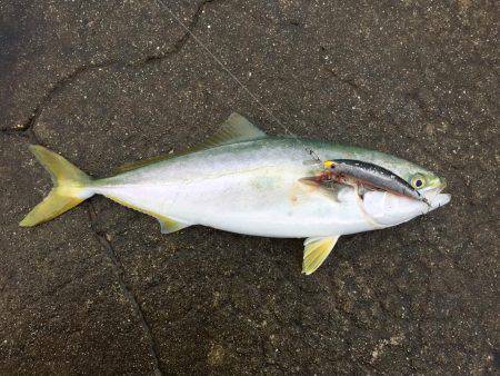 サラシパターン