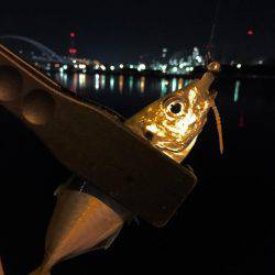 アジさんはお留守です♪