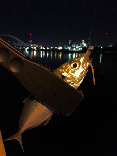 アジさんはお留守です♪