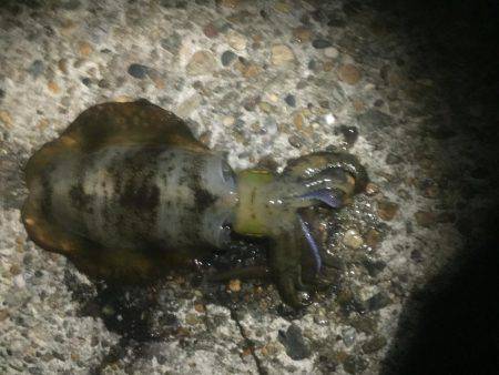 もー終わりかな