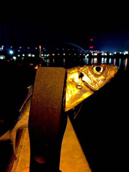 今日は暖かいので