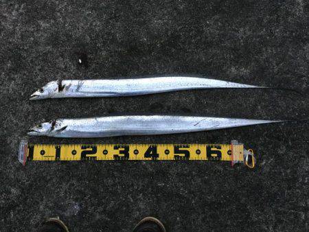 朝マズメ　時合短し！！