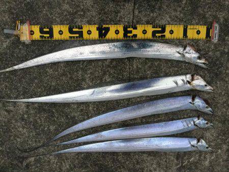 タチウオまだいける