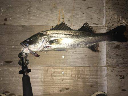 シーバス爆釣！