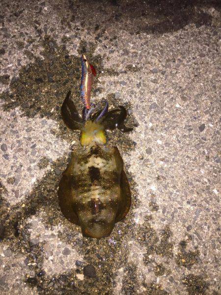 ちっちゃい〜〜