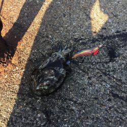 アオリは終わったのかい