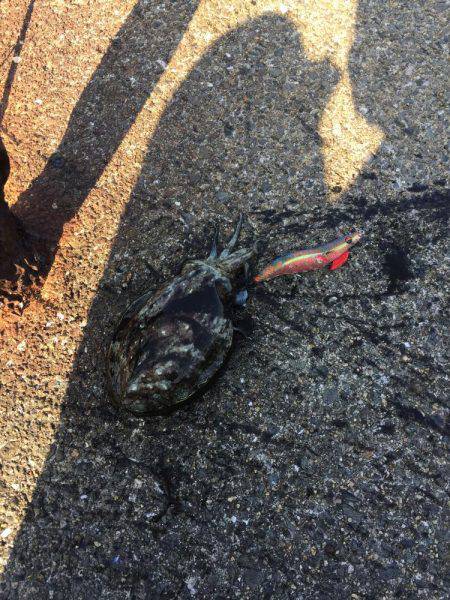 アオリは終わったのかい