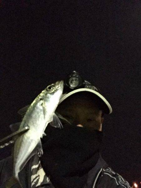 デカアジを求めて