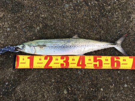 松村渡船さんにて