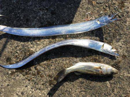 太刀とチーバス