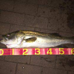 久し振りのシーバス