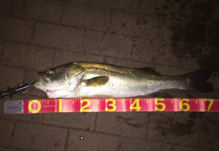 久し振りのシーバス