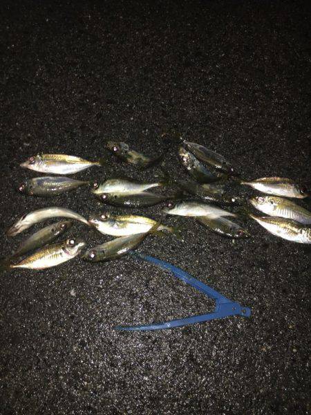 アジングは楽しい