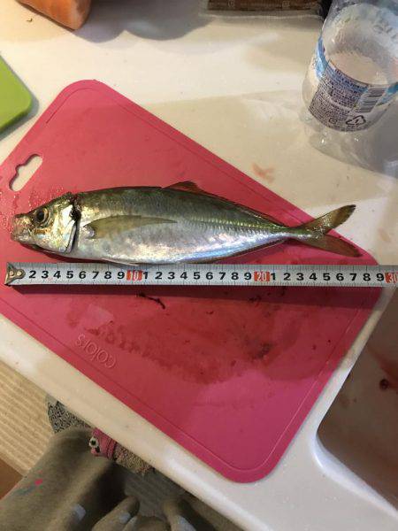 久々ナイトアジング