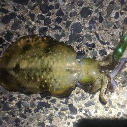 テンポ良く釣れました