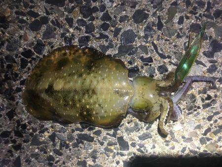 テンポ良く釣れました