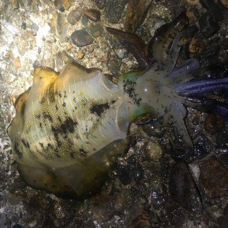 アオリイカ探し(^^)