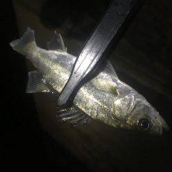 いつまで釣れ続けるの？