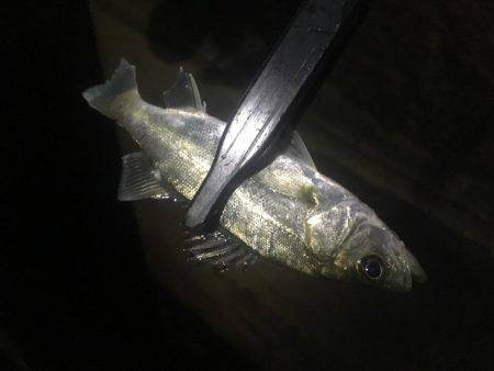 いつまで釣れ続けるの？