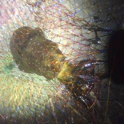 アオリ釣りに行って来ました。