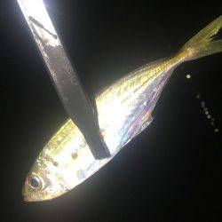 大雨だとダメなのか?!