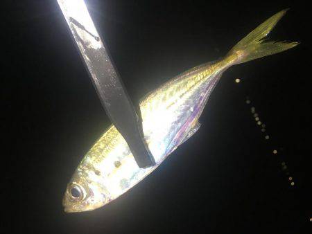 大雨だとダメなのか?!