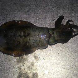 何処に潜んでるんだ？