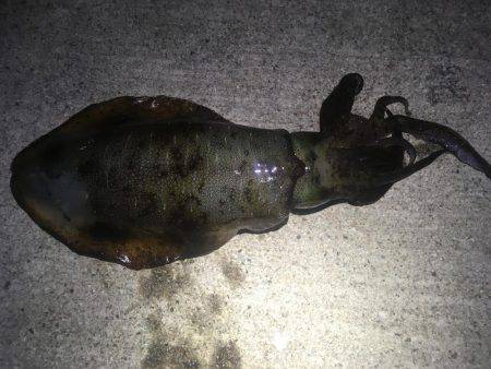 何処に潜んでるんだ？