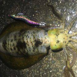 朝マヅメ×大雨×エギング！