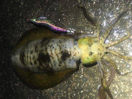 朝マヅメ×大雨×エギング！