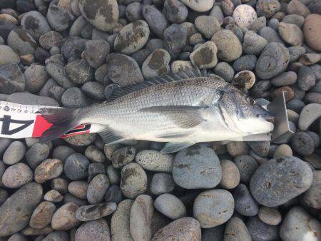 ソウダはお留守？