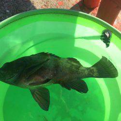 マダイを育てて帰りました