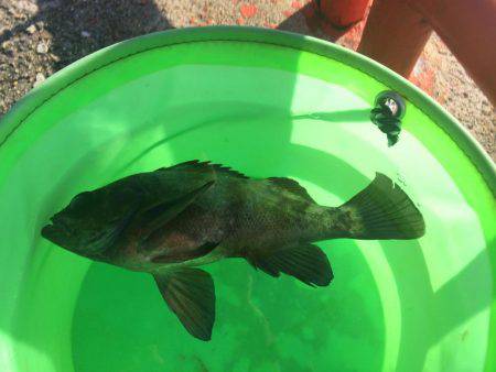 マダイを育てて帰りました