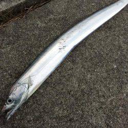 タチウオ&コウイカ釣行