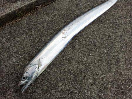 タチウオ&コウイカ釣行