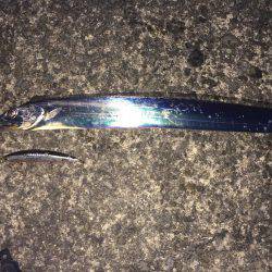 朝マズメタチウオ