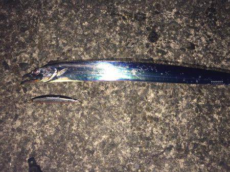 朝マズメタチウオ