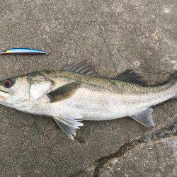 デイゲームシーバス