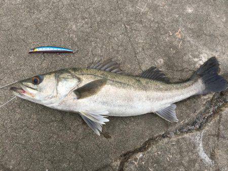 デイゲームシーバス