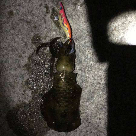 居眠りエギング