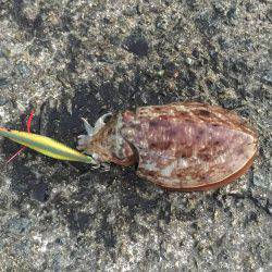 朝まづめコウイカ釣行③