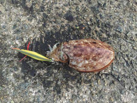 朝まづめコウイカ釣行③